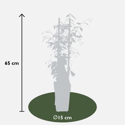Hoogeveen 2x - Trachelospermum 'Star of Venice' - ↨65cm - Ø15 (8720955321259)