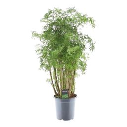 Polyscias Hawaiiana Ming - 100 cm - Ø24cm (8721081685468)