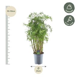 Polyscias Hawaiiana Ming - 100 cm - Ø24cm (8721081685468)