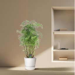 Polyscias Hawaiiana Ming - 100 cm - Ø24cm (8721081685468)