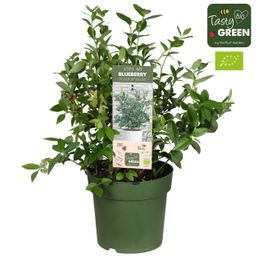 Vaccinium Cor. 'Bingo Blue' Bio - Blauwe bes (30177)