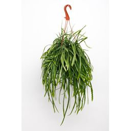 Lepismium Bolivianum (30105)