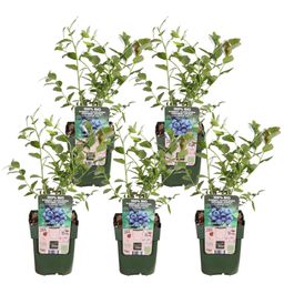 Hoogeveen 5x - Vaccinium corymbosum 'Reka' - ↨45cm - Ø13 (8720955321389)
