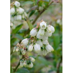 Hoogeveen 5x - Vaccinium corymbosum 'Reka' - ↨45cm - Ø13 (8720955321389)