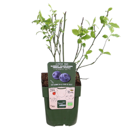 Hoogeveen 5x - Vaccinium corymbosum 'Reka' - ↨45cm - Ø13 (8720955321389)