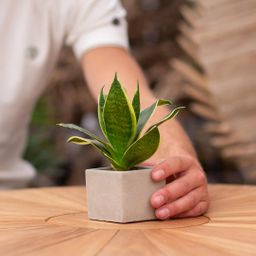 Congreet plantpots + Sansevieria | Gefeliciteerd (8721225131349)