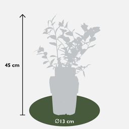 Hoogeveen 5x - Vaccinium corymbosum 'Reka' - ↨45cm - Ø13 (8720955321389)