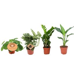 Musthave Plantenbox - 4 stuks (29457)