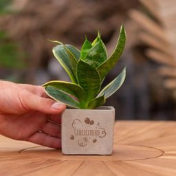 Congreet plantpots + Sansevieria | Gefeliciteerd (8721225131349)