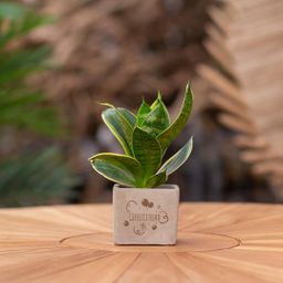 Congreet plantpots + Sansevieria | Gefeliciteerd (8721225131349)