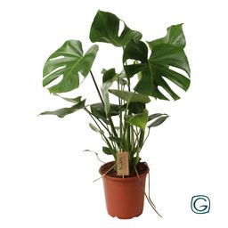 Monstera Deliciosa P21 (29830)