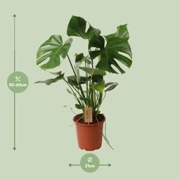 Monstera Deliciosa P21 (29830)