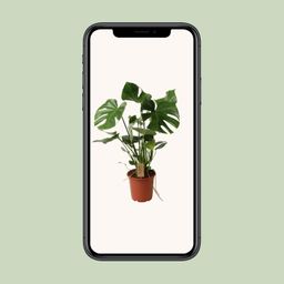 Monstera Deliciosa P21 (29830)