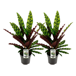 Calathea Lancifolia Insignis - 2 stuks (32941)