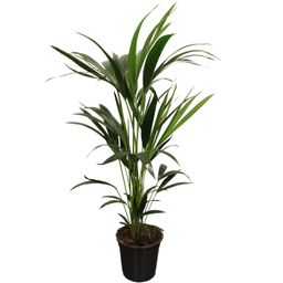Howea Forsteriana (Kentia) 5 Pit 100-120cm (33137)