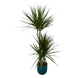 Dracaena Marginata - ↨120cm - Ø21cm inclusief elho Vibes Fold Round blauw D22xH20 (8721081602205)