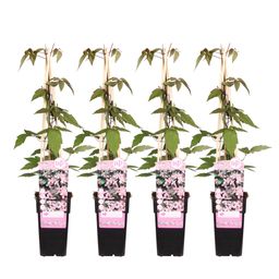 Hoogeveen 4x - Clematis Montana 'Fragrant Spring' - ↨65cm - Ø15 (8720955320894)