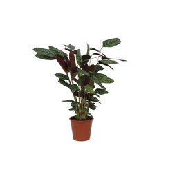 Calathea Compactstar - 90 cm - Ø21cm (8721081685741)