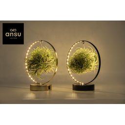 Tillandsia Led Edition Mix - 2 stuks - Ø11 cm (27038)