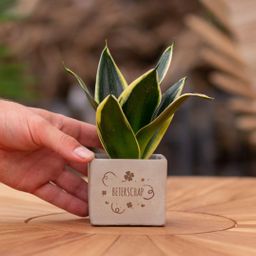 Congreet plantpots + Sansevieria | Beterschap (8721225131332)