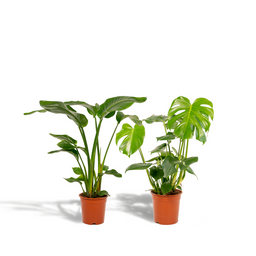 Strelitzia Nicolai - Monstera Deliciosa (8720955320108)