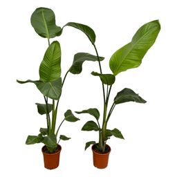 2x Strelitzia Nicolai - 100 cm - Ø17 (8721081601840)