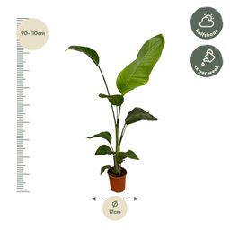 2x Strelitzia Nicolai - 100 cm - Ø17 (8721081601840)