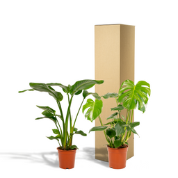 Strelitzia Nicolai - Monstera Deliciosa (8720955320108)