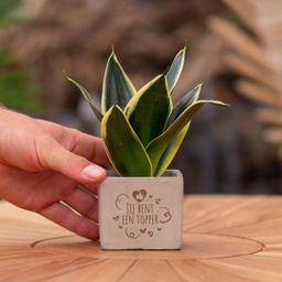 Congreet plantpots + Sansevieria | Jij bent een topper (8721225131356)