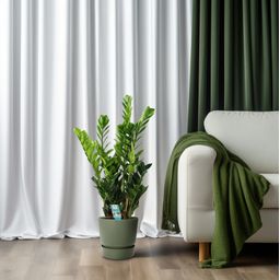 Zamioculcas 21cm (22455)