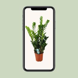 Zamioculcas 21cm (22455)