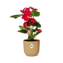 Anthurium Red 12cm in ELHO Vibes Fold 14cm geel (21692)