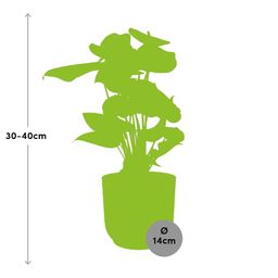 Anthurium Red 12cm in ELHO Vibes Fold 14cm geel (21692)