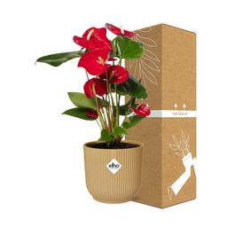 Anthurium Red 12cm in ELHO Vibes Fold 14cm geel (21692)