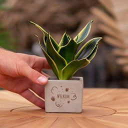 Congreet plantpots + Sansevieria | Welkom (8721225131363)