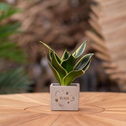 Congreet plantpots + Sansevieria | Welkom (8721225131363)