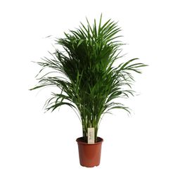 Dypsis Lutescens (Areca) (18889)