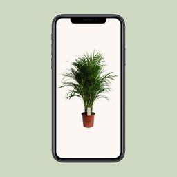 Dypsis Lutescens (Areca) (18889)