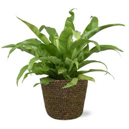 Asplenium Antiquum - Selin Pot D18x16cm - Zwart (43774)
