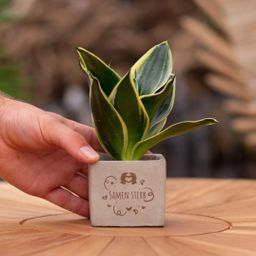 Congreet plantpots + Sansevieria | Samen sterk (8721225131431)
