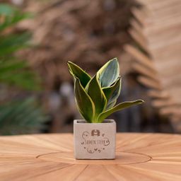 Congreet plantpots + Sansevieria | Samen sterk (8721225131431)