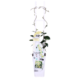 Hoogeveen 2x - Trachelospermum 'Star of Toscana' - ↨65cm - Ø15 (8720955321242)