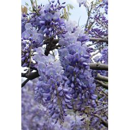 Hoogeveen 2x Wisteria sinensis 'Prolific' - ↨65cm - Ø15 (8720955321327)