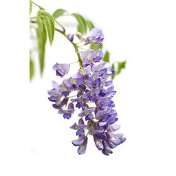 Hoogeveen 2x Wisteria sinensis 'Prolific' - ↨65cm - Ø15 (8720955321327)