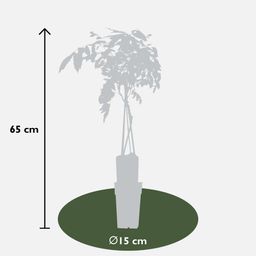 Hoogeveen 2x Wisteria sinensis 'Prolific' - ↨65cm - Ø15 (8720955321327)
