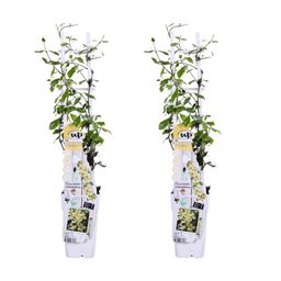 Hoogeveen 2x - Trachelospermum 'Star of Toscana' - ↨65cm - Ø15 (8720955321242)