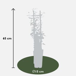 Hoogeveen 2x - Trachelospermum 'Star of Toscana' - ↨65cm - Ø15 (8720955321242)