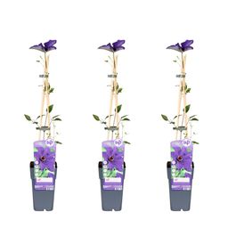 Hoogeveen 3x - Clematis The President - ↨65cm - Ø15 (8720955321044)