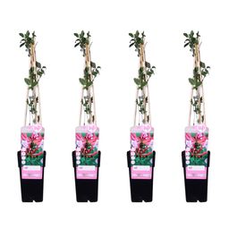 Hoogeveen 4x - Lonicera periclymenum 'Serotina' - ↨65cm - Ø15 (8720955320641)