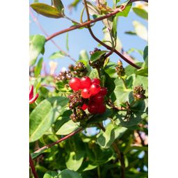 Hoogeveen 4x - Lonicera periclymenum 'Serotina' - ↨65cm - Ø15 (8720955320641)